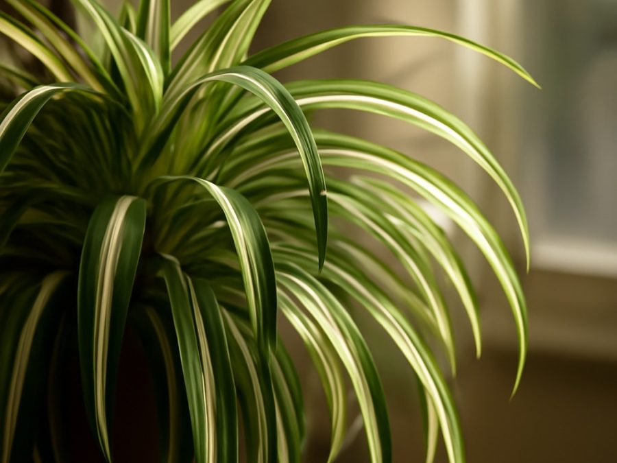 Ce trebuie făcut cu o plantă de păianjen în martie pentru creștere luxuriantă