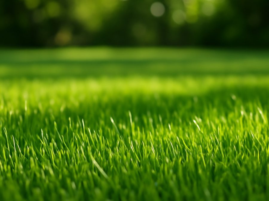 Hack pentru prevenirea creșterii inegale a gazonului după însămânțare