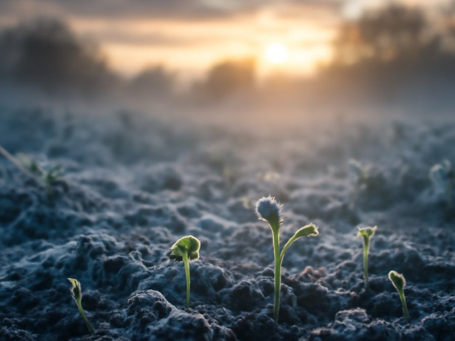 Harta cu ultimele înghețuri din 2026 și impactul asupra plantării