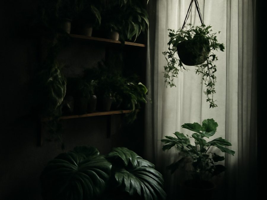 37 plante de interior cu lumină scăzută care prosperă în orice sezon